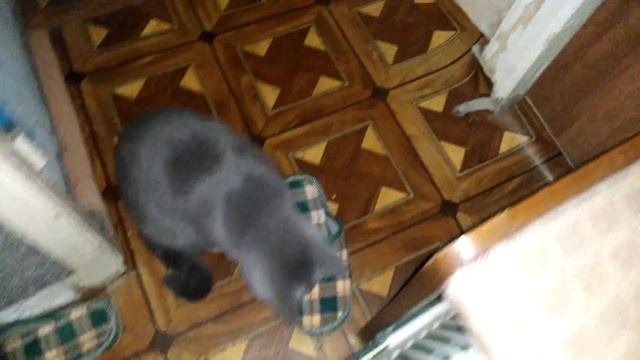 Как приучить котенка к когтеточке