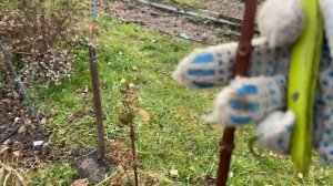 Гортензия Киушу после кардинальной обрезки.