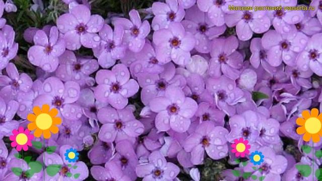 Флокс дугласа Ева. Краткий обзор, описание характеристик, где купить саженцы phlox douglasii Eva смотреть онлайн