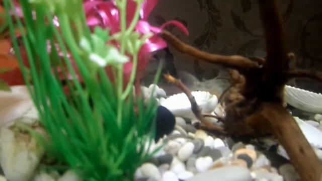 АКВАРИУМ 60 литров смотреть онлайн