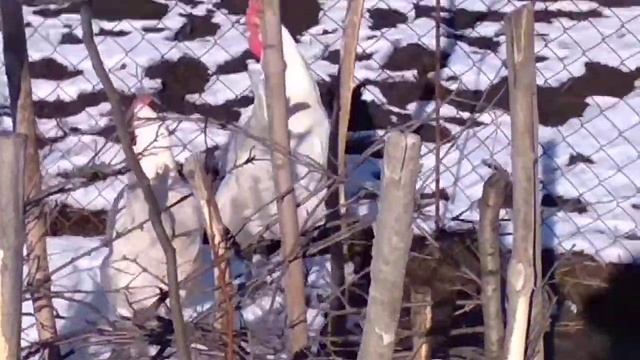 Бресс галльские куры. смотреть онлайн