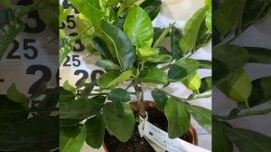 лимон Борнео / 11F C. limon "Borneo"