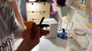 Рождение бабочки Коцебу
