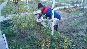 КАК УКРЫВАТЬ ВИНОГРАД НА ЗИМУ