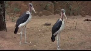 Животные-алкаши)))