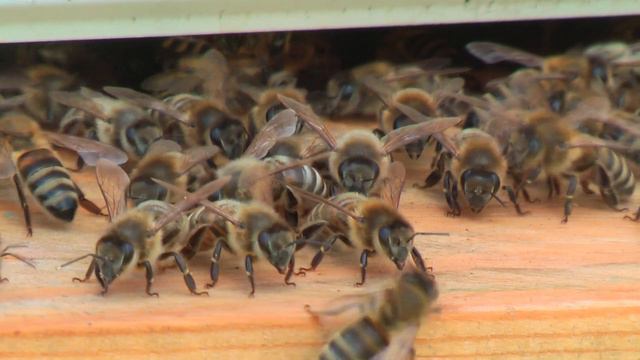 Профессор Кашковский: почему среднерусская зимует хорошо? смотреть онлайн