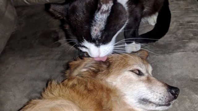 Cat Befriends Family Dog and Insists on Being Adopted by Them смотреть онлайн
