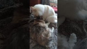 Котик ласкает кошку