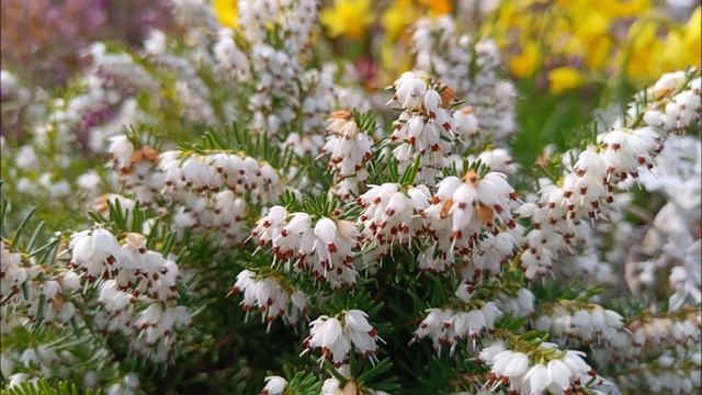 England.Whittlesey.WALTZ OF FLOWERS.Англия.Уиттлси.ВАЛЬС ЦВЕТОВ. смотреть онлайн
