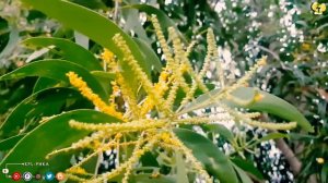 [🌹291] Acacia Auriculiformis | Acacia Auriculiformis Flower | ផ្កាអាកាស្យា | CAMBODIA Flower