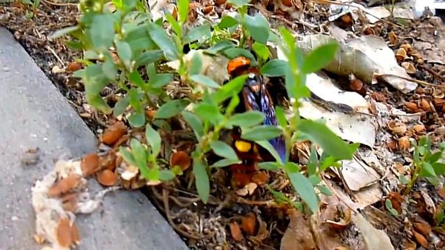 Что это за жуткий зверь? смотреть онлайн