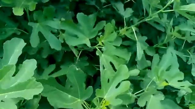 Лучшие сорта инжира. Гибрид Кадоты