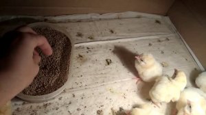 Суточные бройлеры кобб 500.