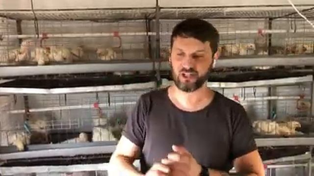 Корм вода для бройлера, температура и влажность в курятнике, бизнес на бройлерах кобб 500