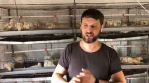 Корм вода для бройлера, температура и влажность в курятнике, бизнес на бройлерах кобб 500