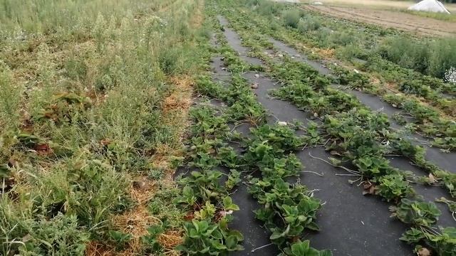 Клубника на агроткани (спанбонде) или соломе,что лучше? Мой горький опыт. смотреть онлайн