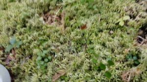 Сбор мха сфагнума для орхидей и не только!