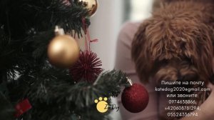 пудель той, собака видео, собака порода, щенки, мальтипу, пудель описание, описание пород собак