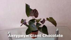 Антуриум Giant Chocolate, обзор сорта