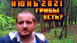 В лес за грибами на разведку в Подмосковье. Хочу узнать есть ли сейчас грибы