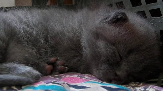 Спокойной ночи от котёнка СТАС смотреть онлайн