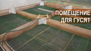 Помещение для молодняка гусей. Ферма Демидовские гуси