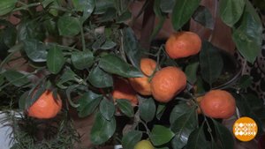 Огород на подоконнике. Доброе утро. Фрагмент выпуска от 26.11.2019