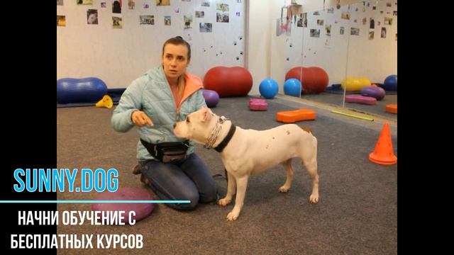 Строгий нужен или нет? Как правильно обучать собаку со строгим ошейником? смотреть онлайн