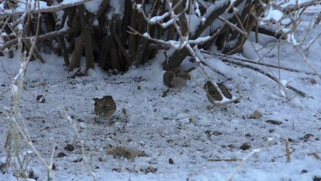 Зима старушка смотреть онлайн