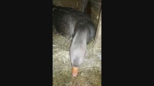 Гусыня высиживает яйца гнезде (проверяем у гусыни уверенность в своих намерениях высиживать яйца)