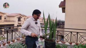 GLADIOLUS UPDATE || Gardening With Javed Iqbal