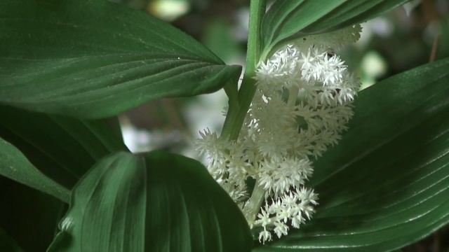 Floral Arrangements at Westminster Abbey смотреть онлайн
