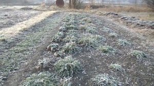 Здесь выращиваю сухоцветы. Приглашаю прогуляться.