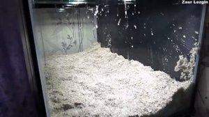 Запуск аквариума на 250 литров с цихлидами трофеус икола F0