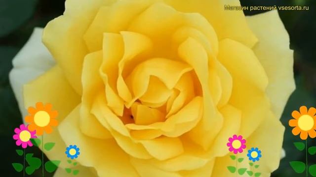 Роза чайно-гибридная Гейс Голд. Краткий обзор, описание характеристик rosa Guy's Gold смотреть онлайн