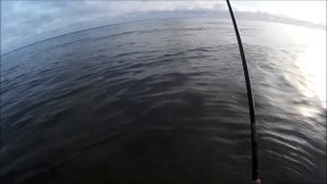 Рыбалка в Калининграде //// Ловля саргана в Балтийском море. part #1 ////KÖNIGFISHING