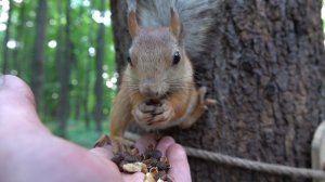 Ушастик прогнал Балерину