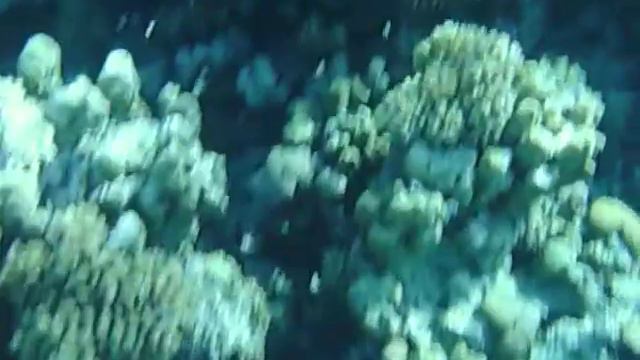 Fanara Hausriff 2 смотреть онлайн