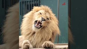 Льва Симбу снова спасли! Теперь в Африке