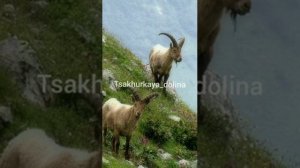 Гульсоват Наврузова - Марал. Муслах. Дагестан. Цахурские песни 2020г.