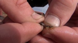 Рыбалка - учимся правильно насаживать личинку веснянки на крючок