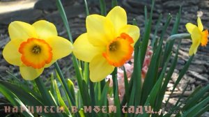 Нарциссы в моем саду*