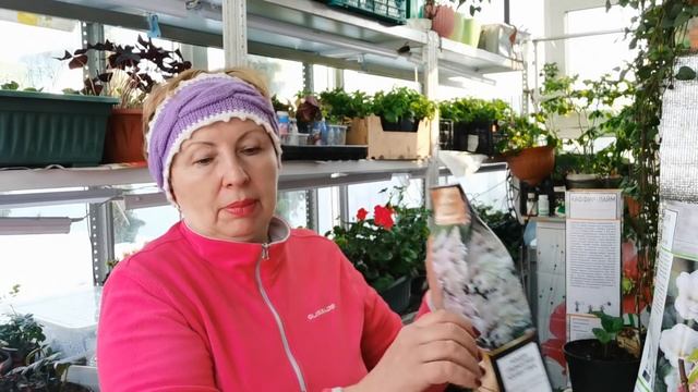 Сказала себе СТОП! и купила АЗАЛИЮ японскую, не обычные ЦИТРУСОВЫЕ и ГОРТЕНЗИИ