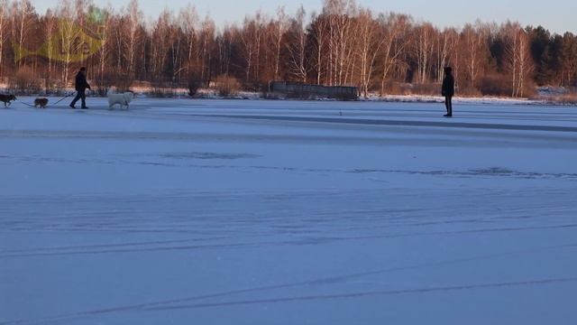 Выкинул живца. На мороженную мойву наловили 9 кг хищника! Как ловить щуку налима судака на мойву?