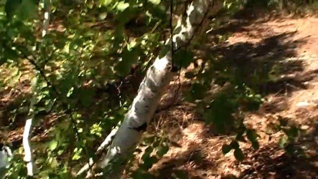 Полезная берёза смотреть онлайн