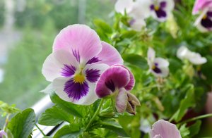 Приветствие. Вышивка сегодня. Какой стиль предпочитаю.