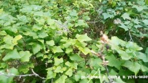 сбор черной смородины. Якутия, Усть-мая, 05.08.2020