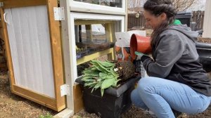 Planting Spring Containers