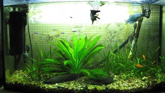 Аквариум видео тест canon sx200 смотреть онлайн