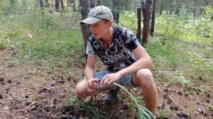 Как есть лопух в диких условиях